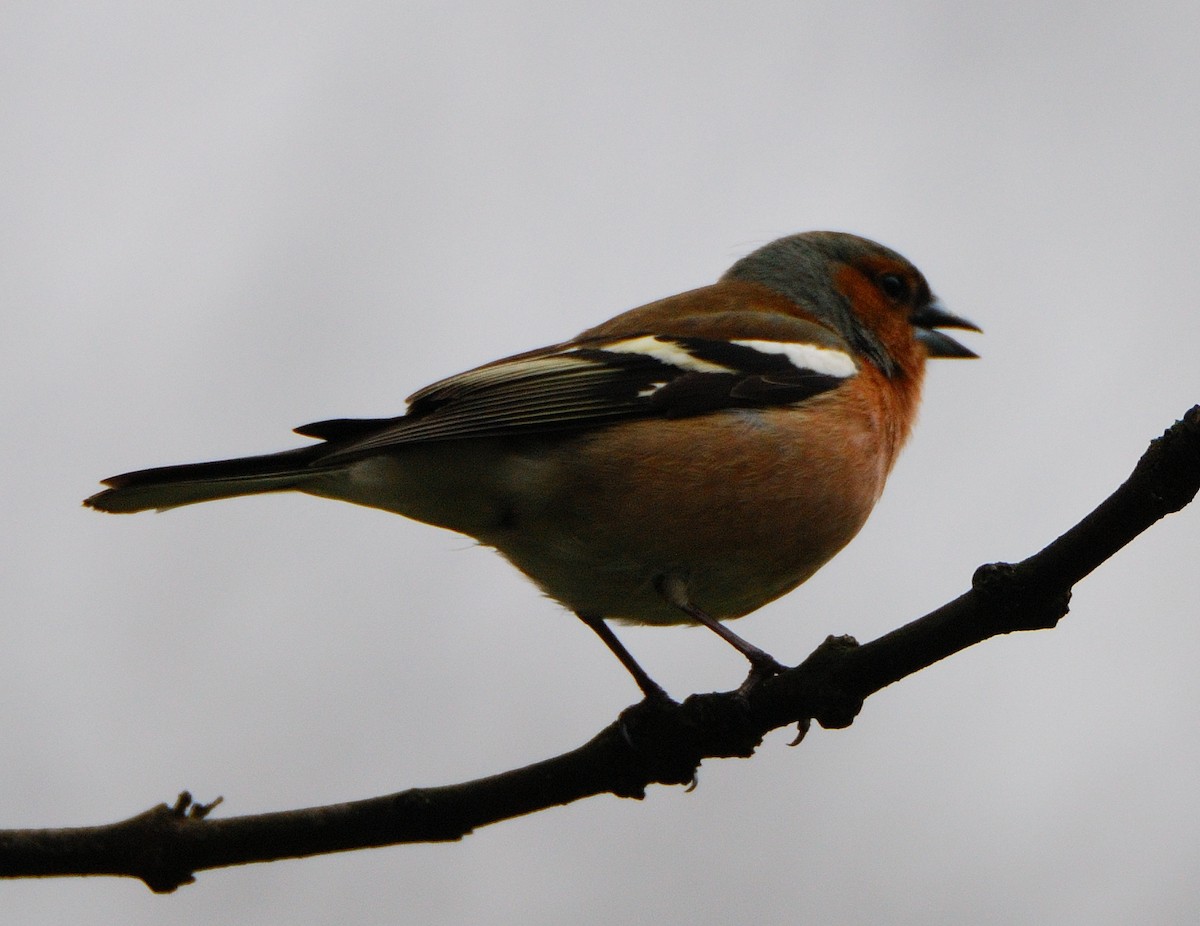 Common Chaffinch - ML646206323