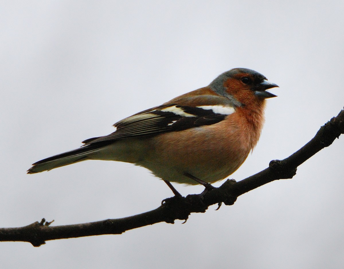 Common Chaffinch - ML646206324