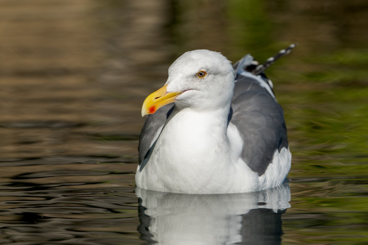 Western Gull - ML646206339