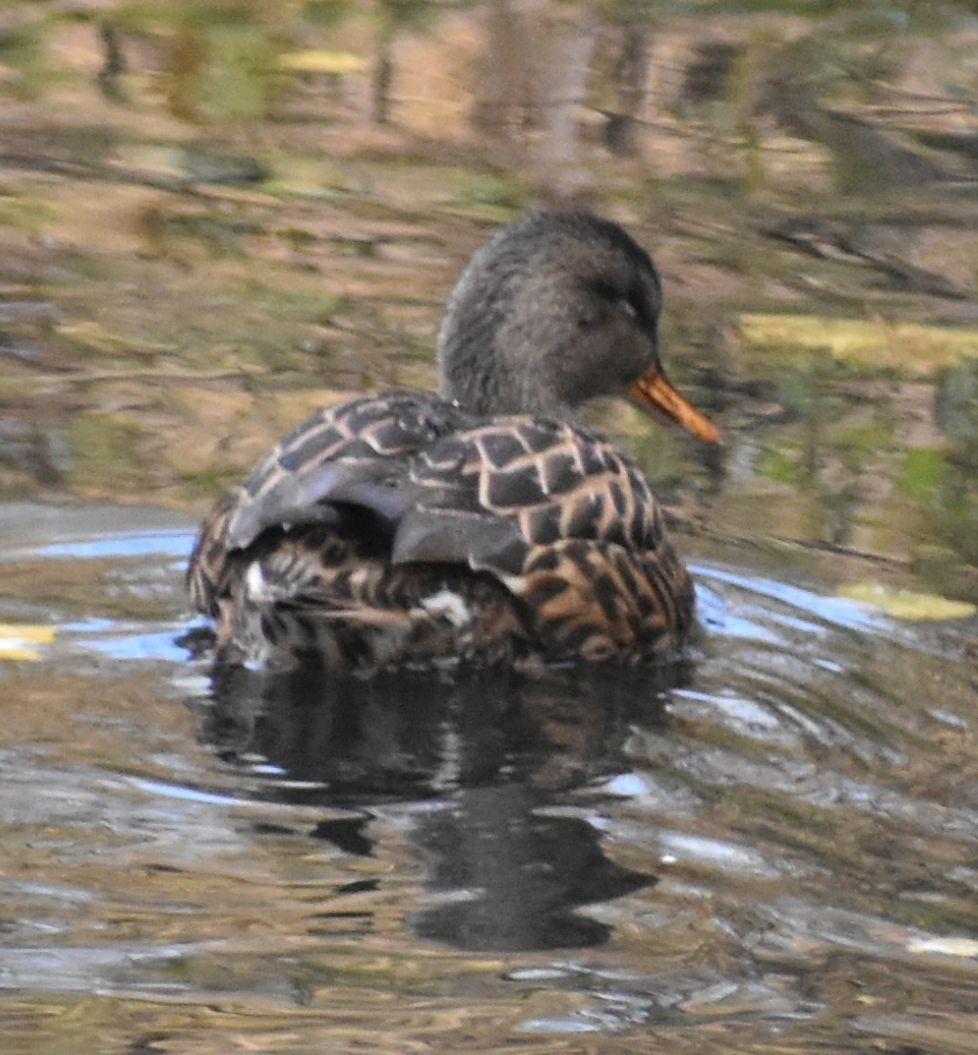 kopřivka obecná - ML646206344