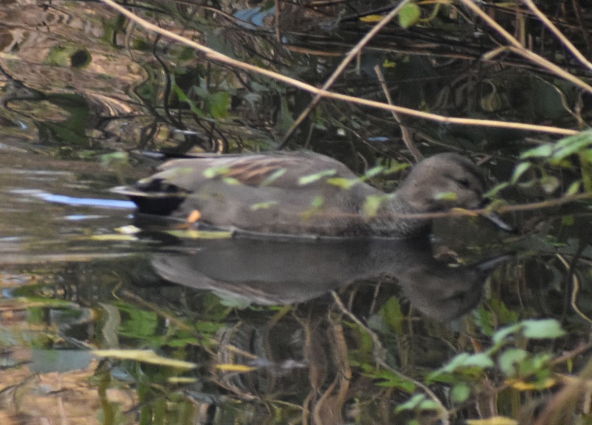 kopřivka obecná - ML646206345