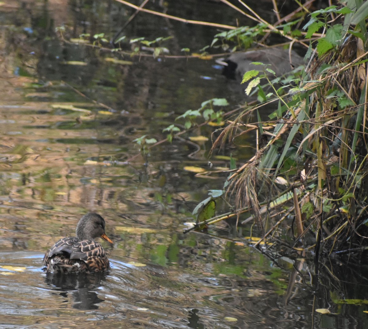 kopřivka obecná - ML646206346