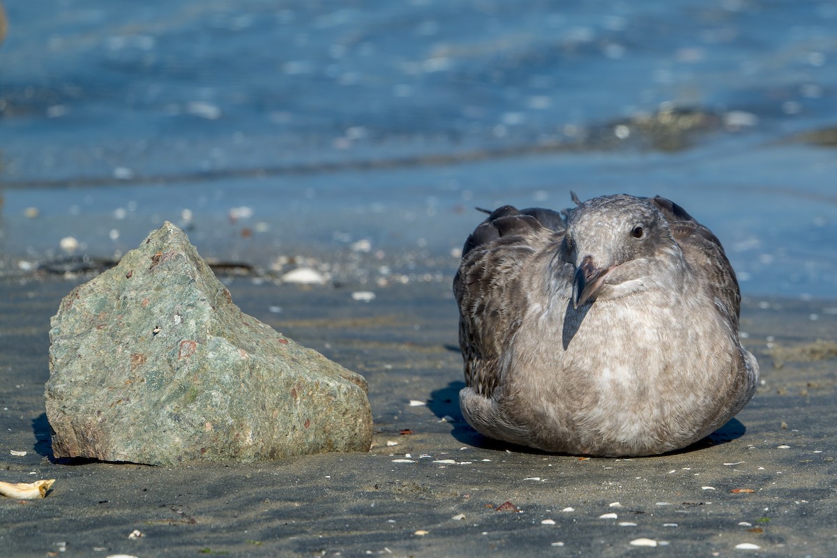 Western Gull - ML646206347