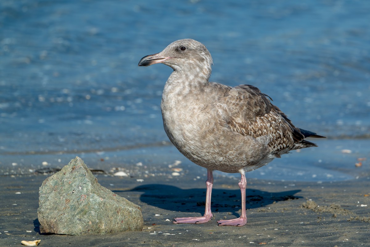 Western Gull - ML646206348