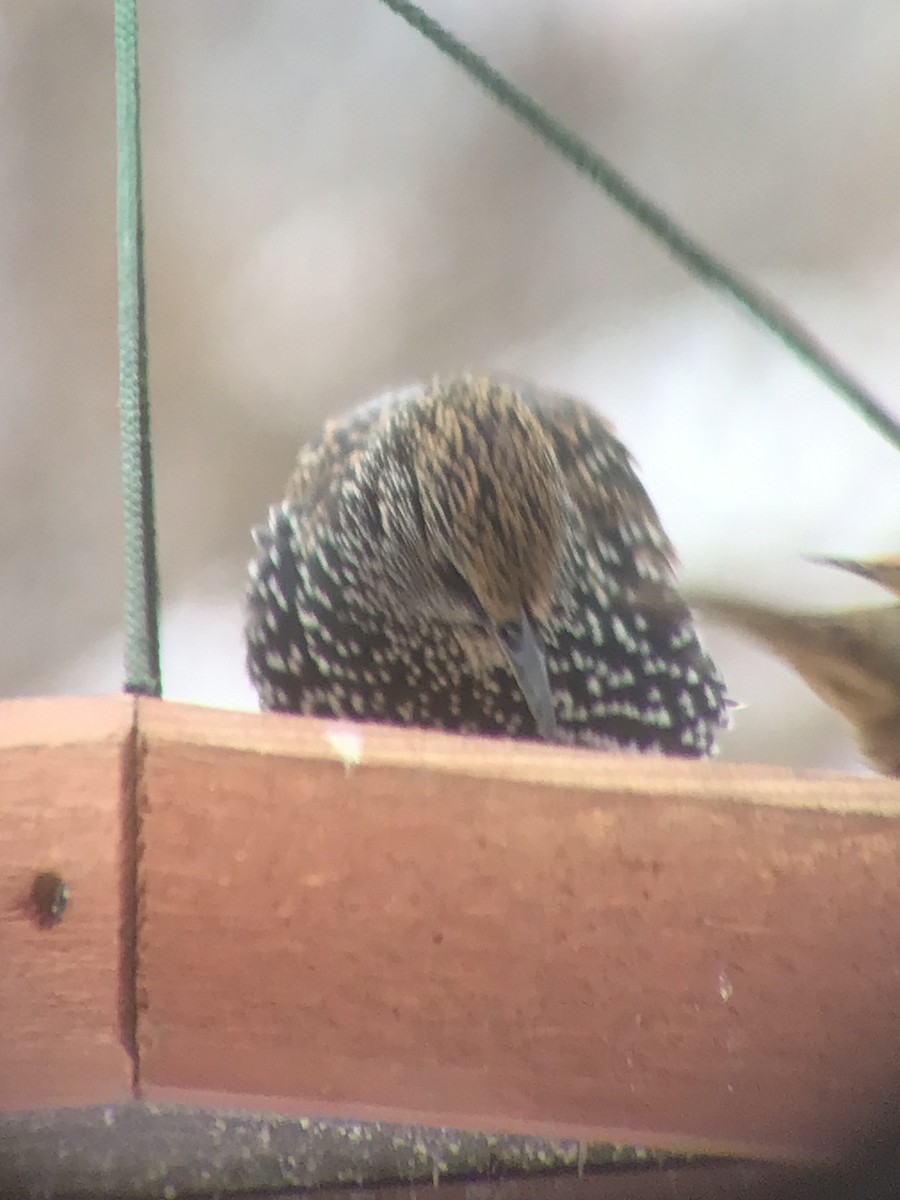 歐洲椋鳥 - ML646206352