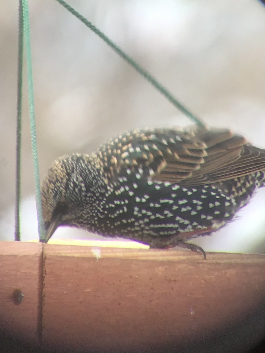 歐洲椋鳥 - ML646206353