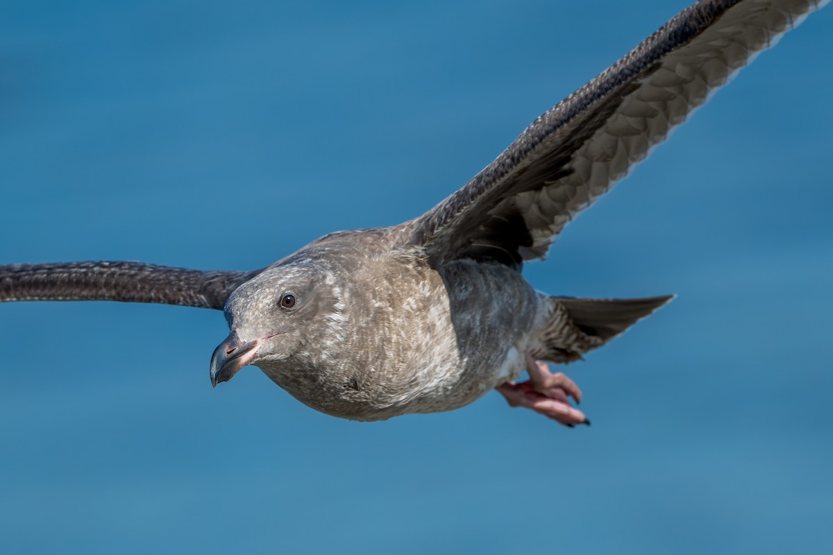 Western Gull - ML646206354