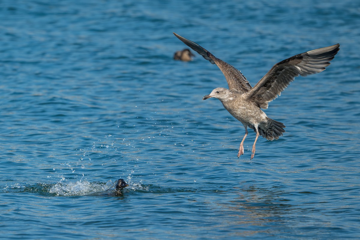 Western Gull - ML646206355