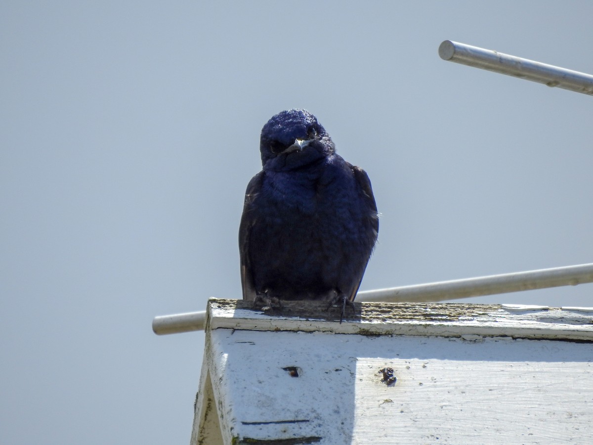 Большая ласточка - ML646206358