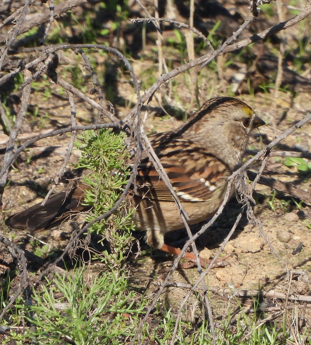 Golden-crowned Sparrow - ML646206359