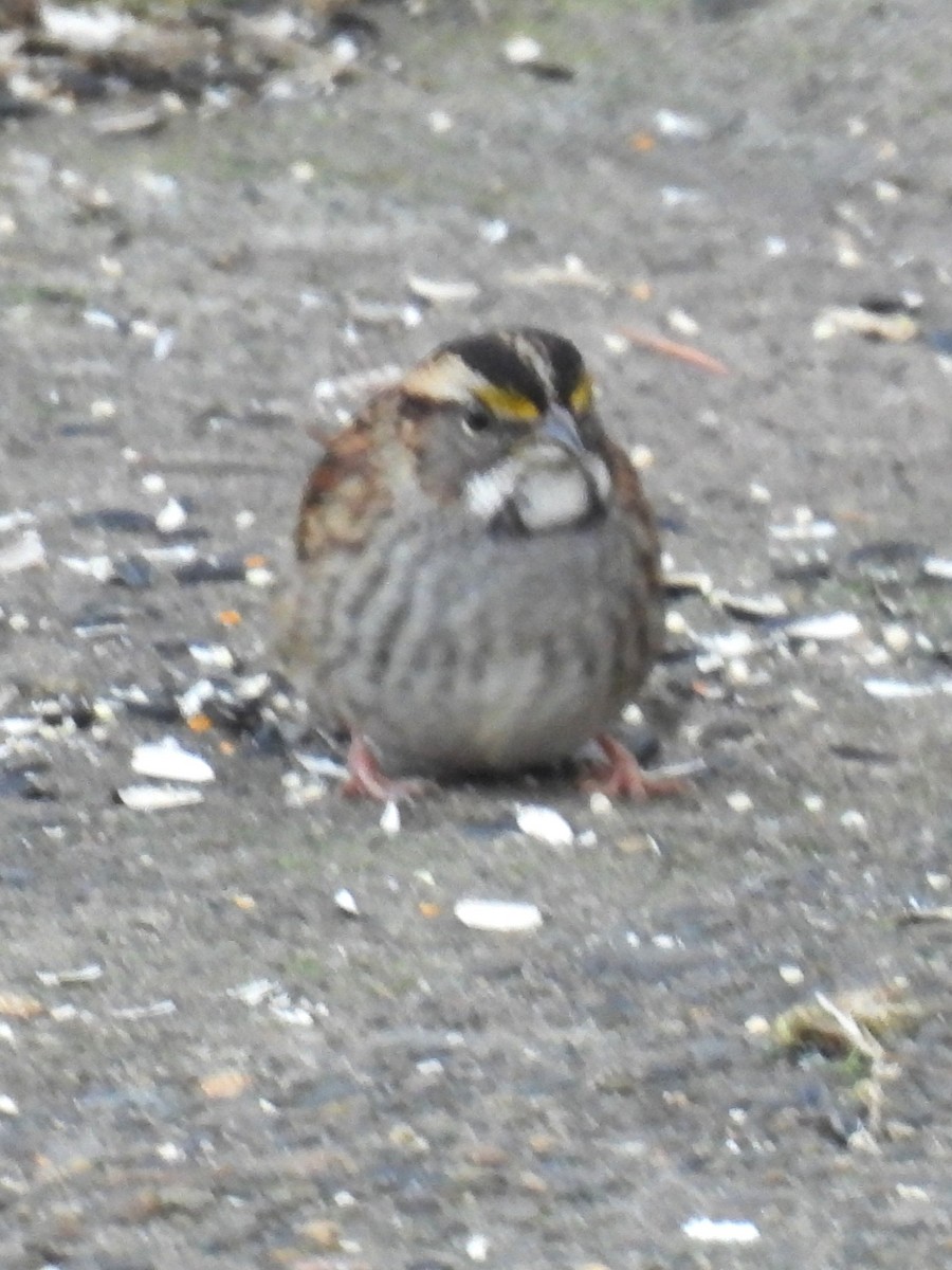 White-throated Sparrow - ML646206364