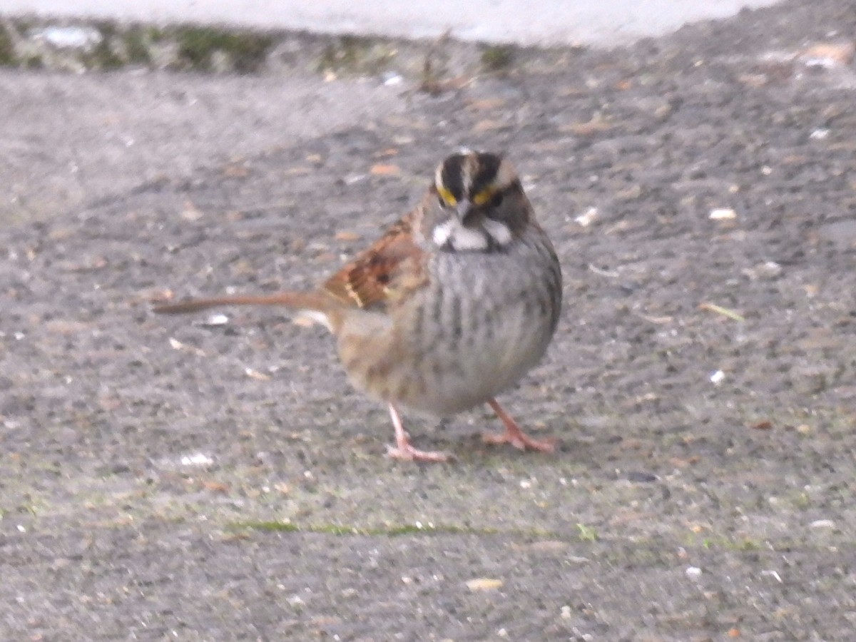 White-throated Sparrow - ML646206365