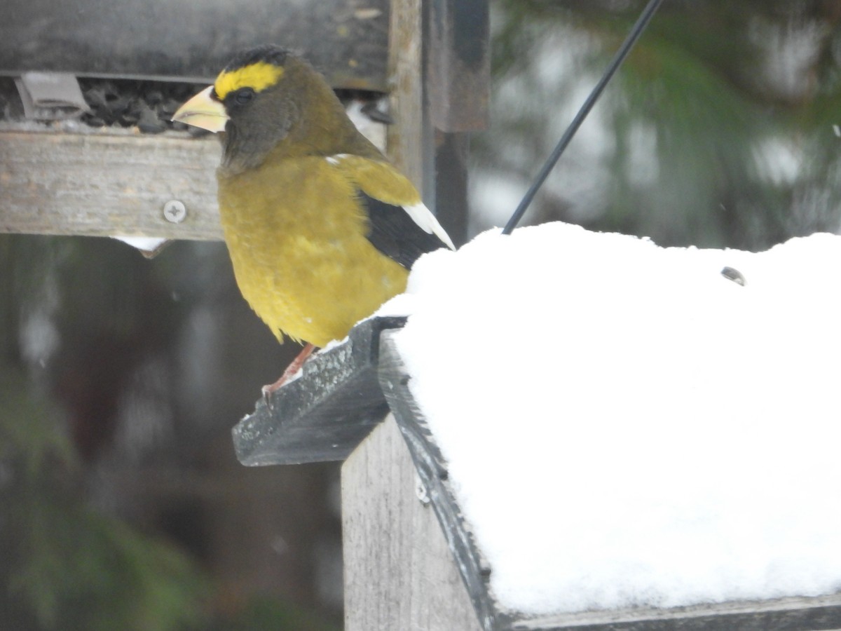 Evening Grosbeak - ML646206373