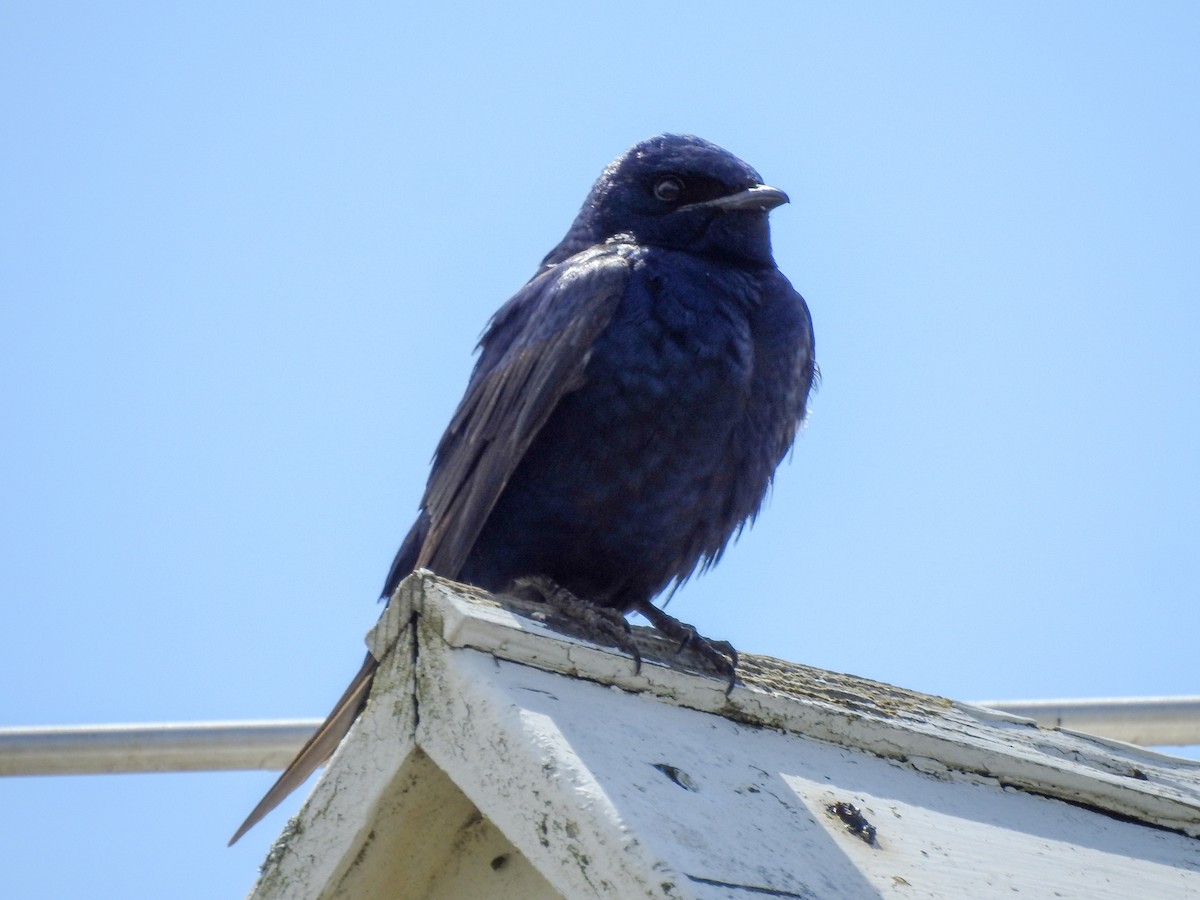 Большая ласточка - ML646206378