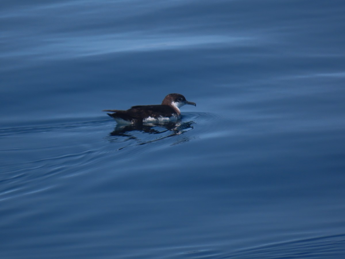 Atlantiksturmtaucher - ML646206380