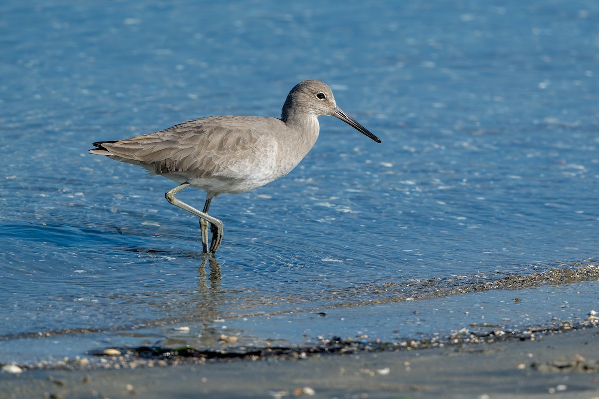Willet - ML646206381