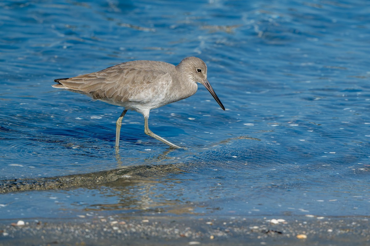 Willet - ML646206382