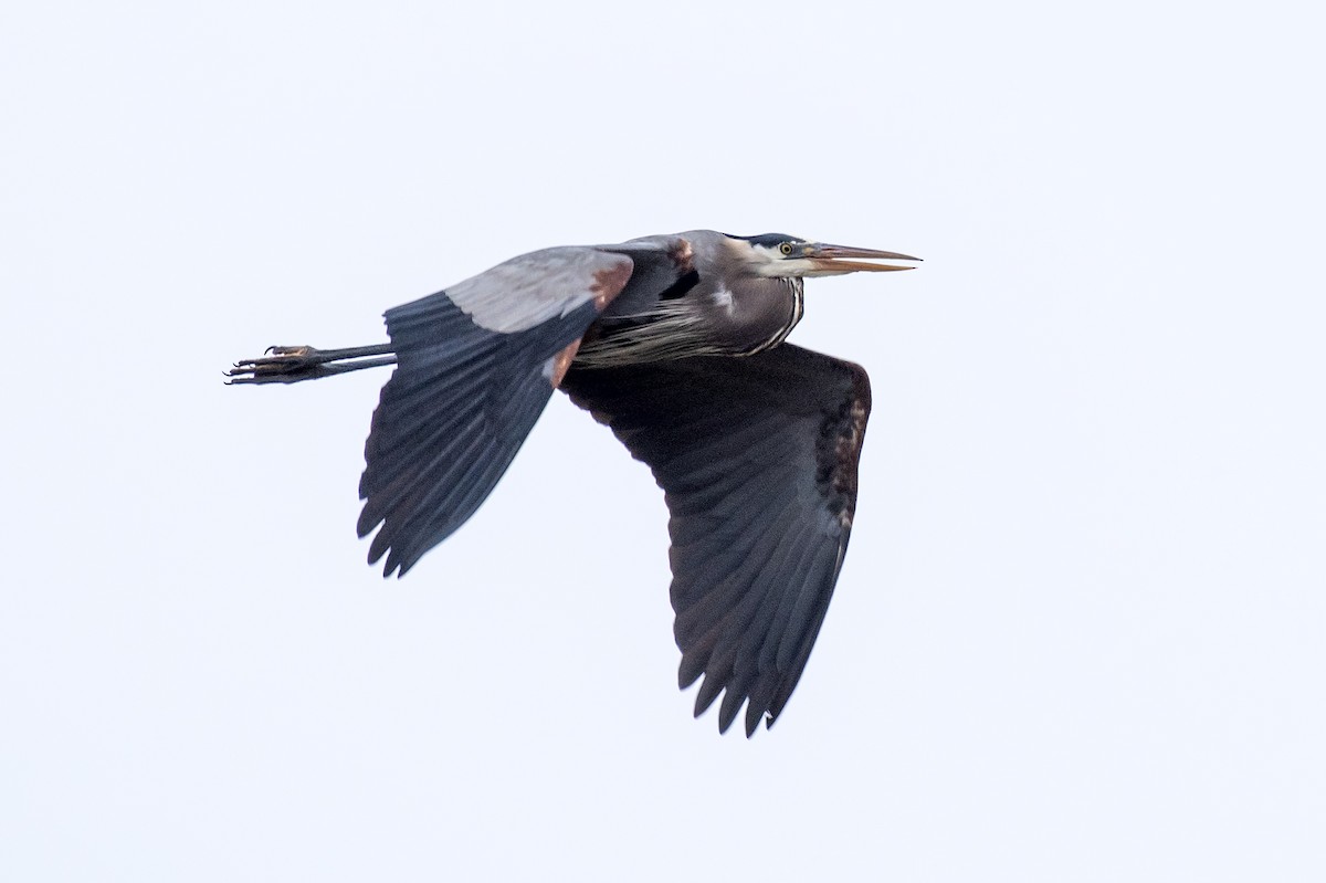 Большая голубая цапля - ML646206389