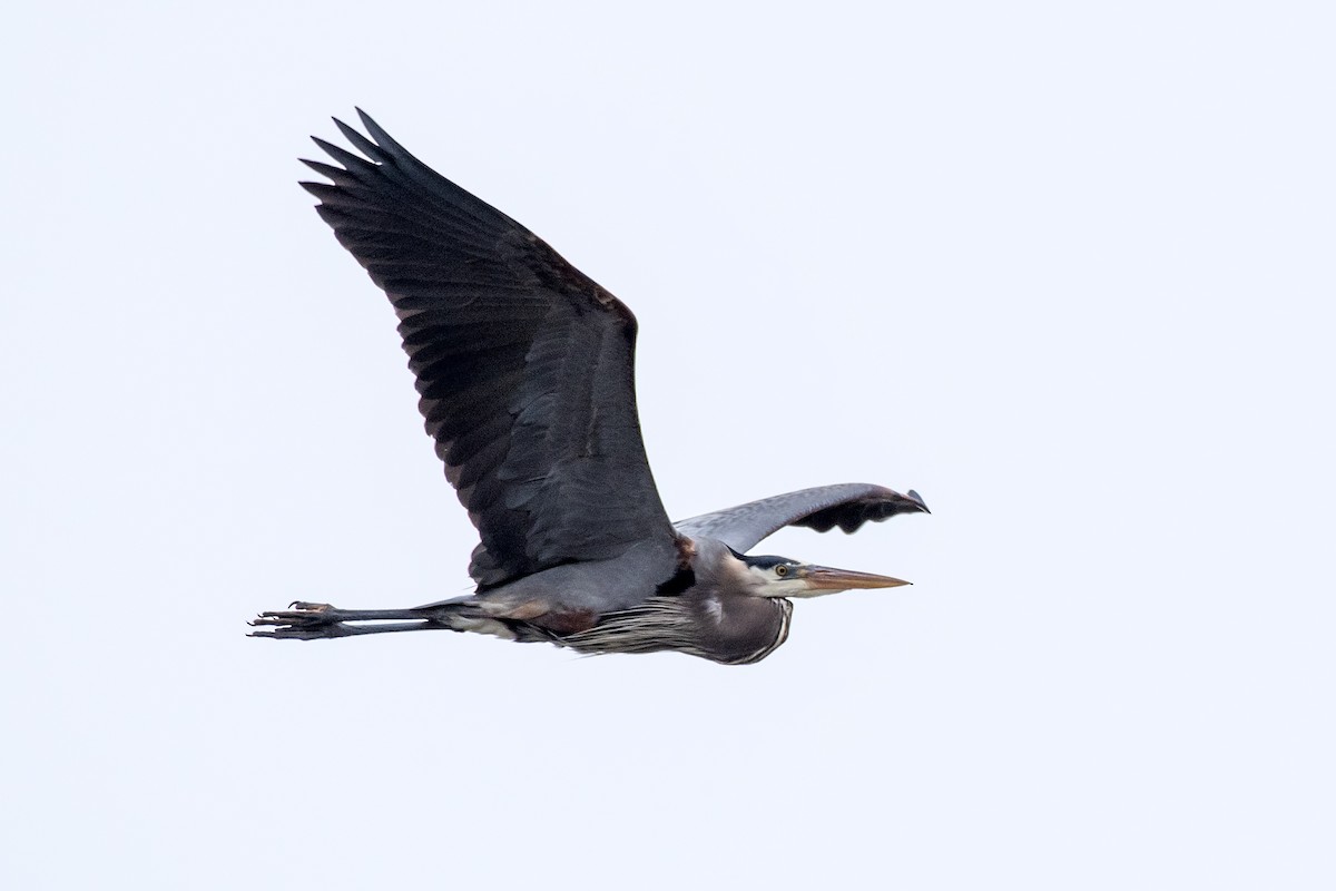 Большая голубая цапля - ML646206390