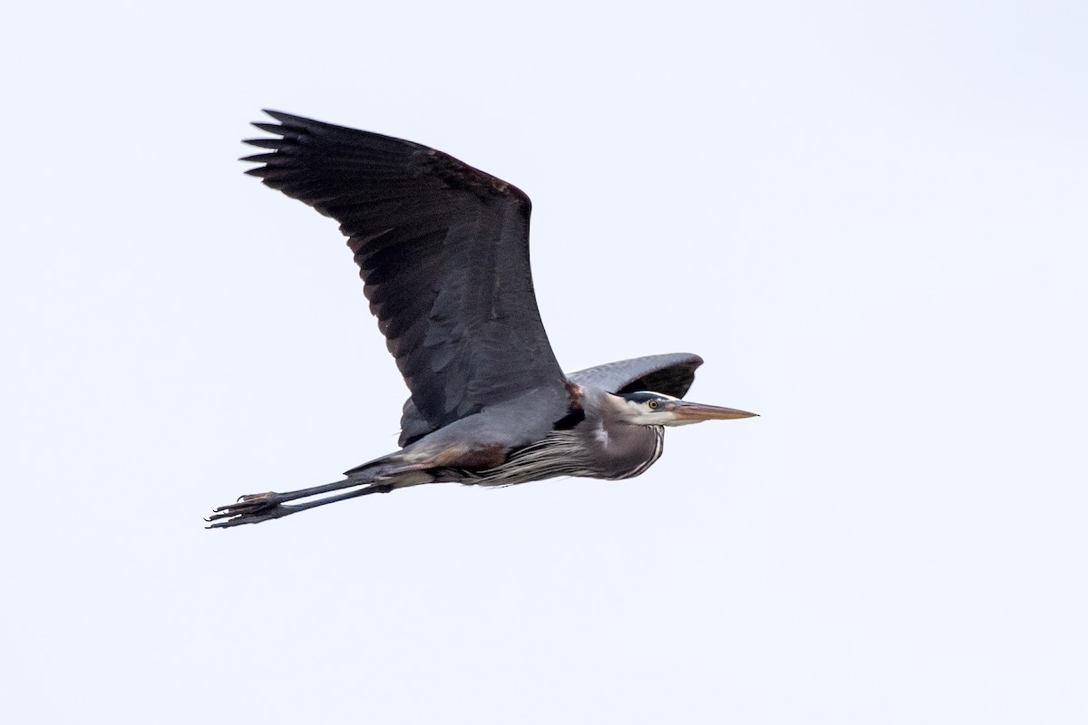 Большая голубая цапля - ML646206391