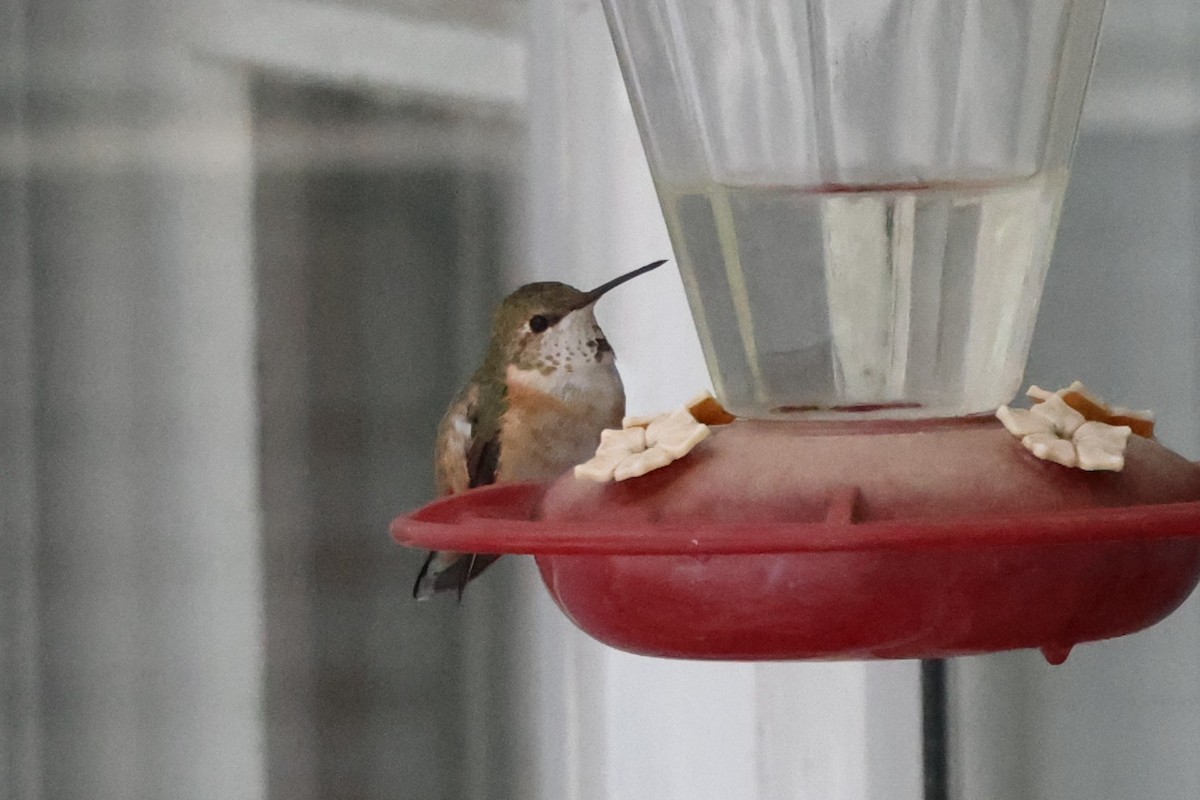Rufous Hummingbird - ML646206398