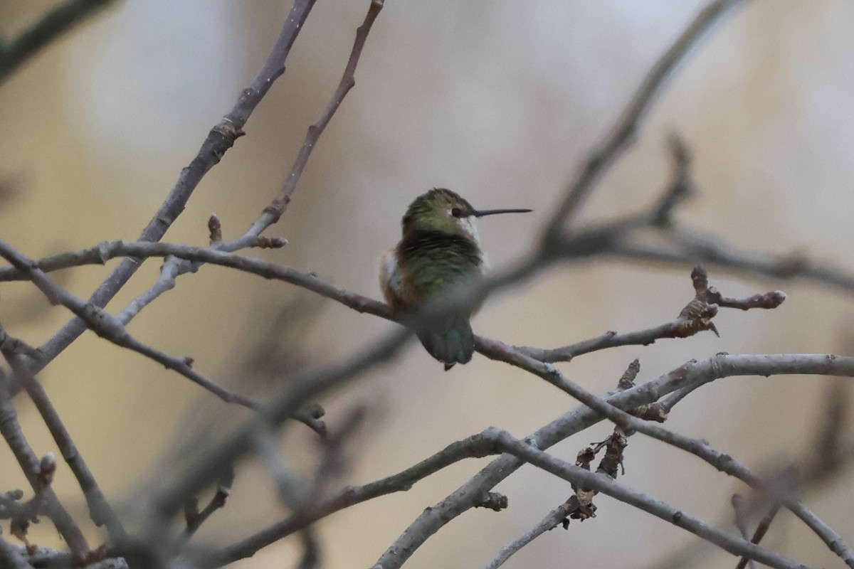 Rufous Hummingbird - ML646206399