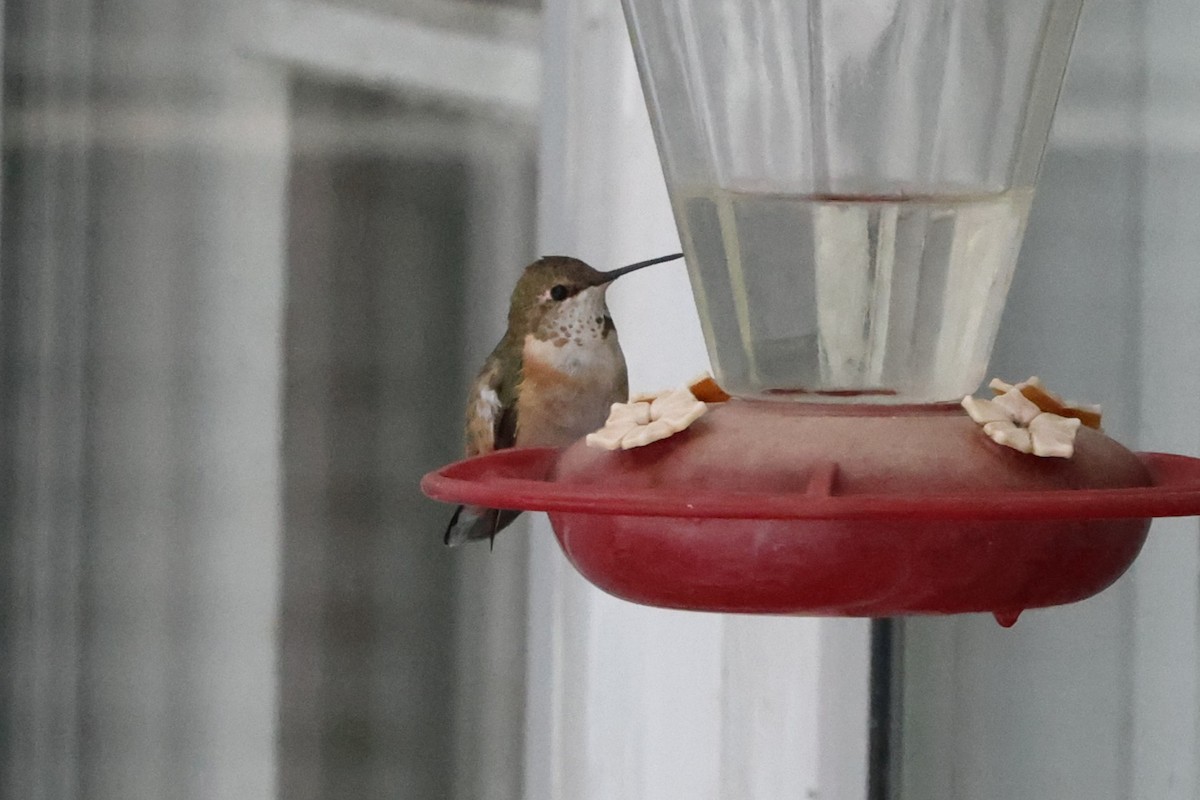 Rufous Hummingbird - ML646206400