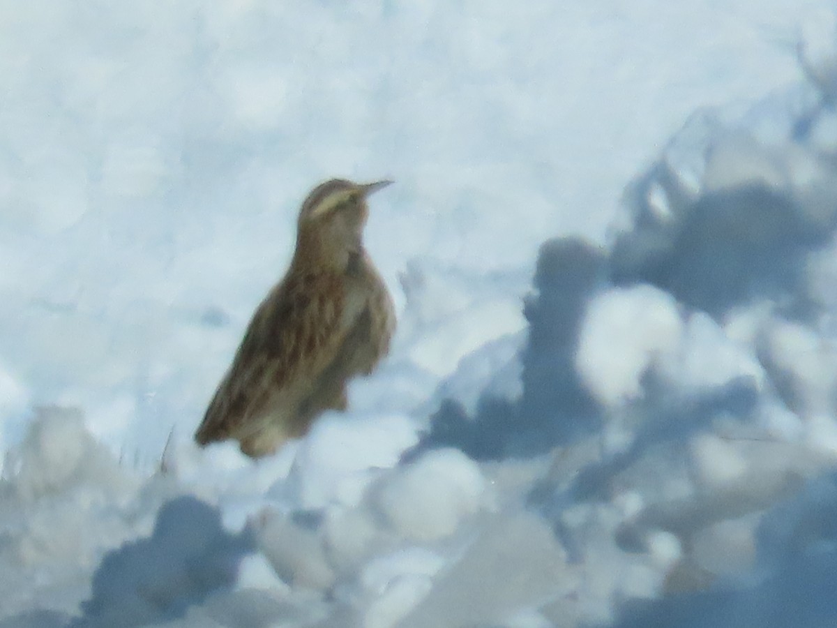 Western Meadowlark - ML646206402