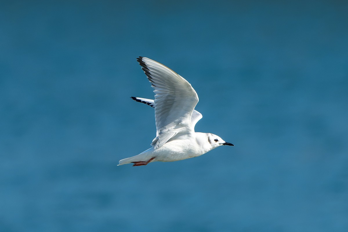 Bonaparte's Gull - ML646206403