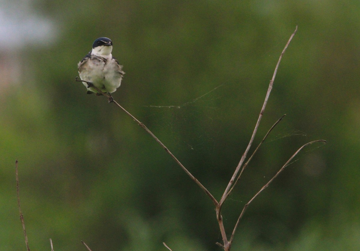 vlaštovka bělokostřecová - ML646206409