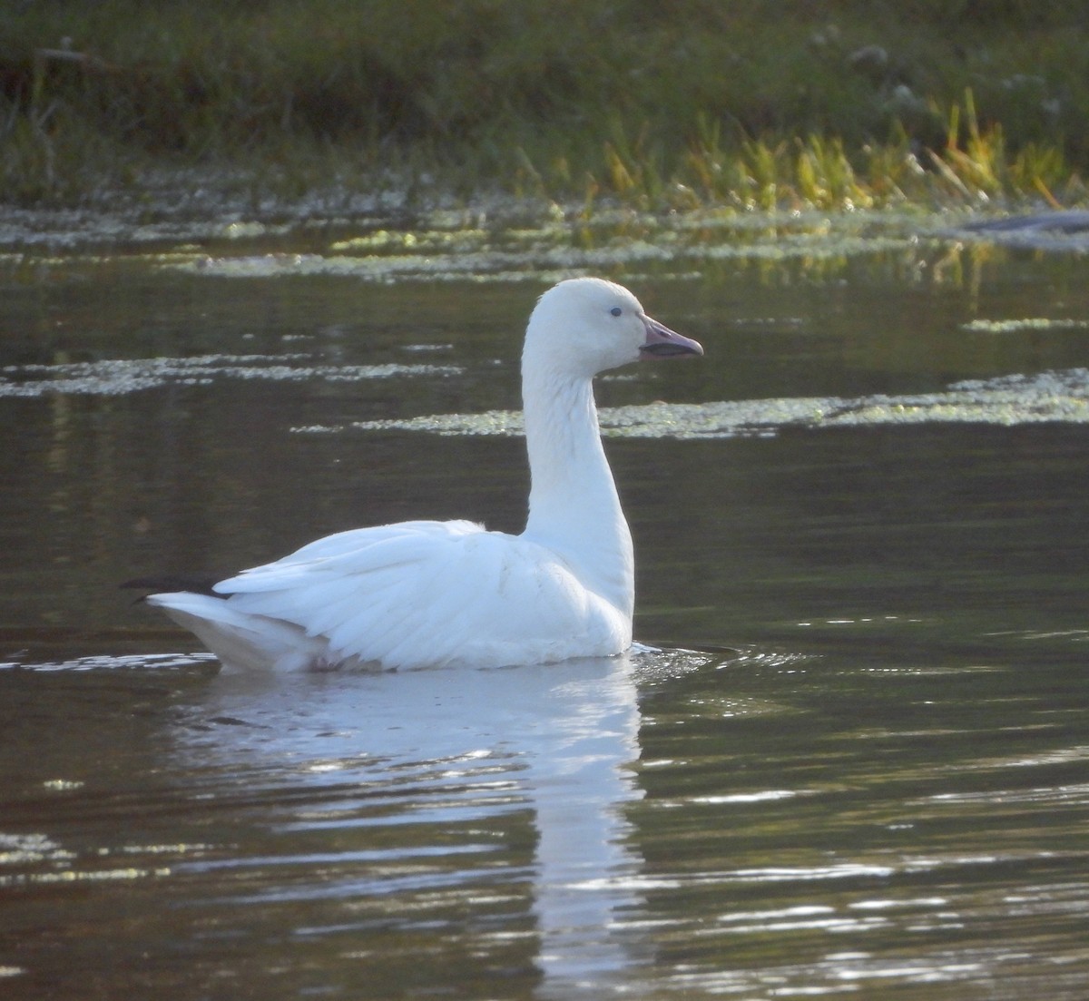 Snow Goose - ML646206416