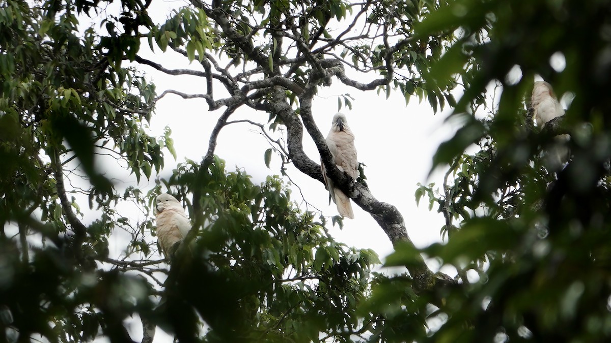 Maluku Kakadusu - ML646206420