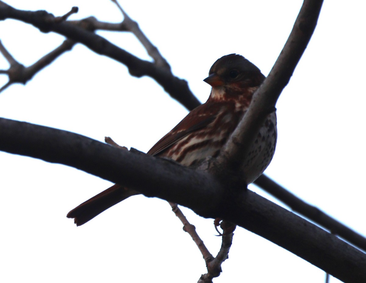 Fox Sparrow (Red) - ML646206428