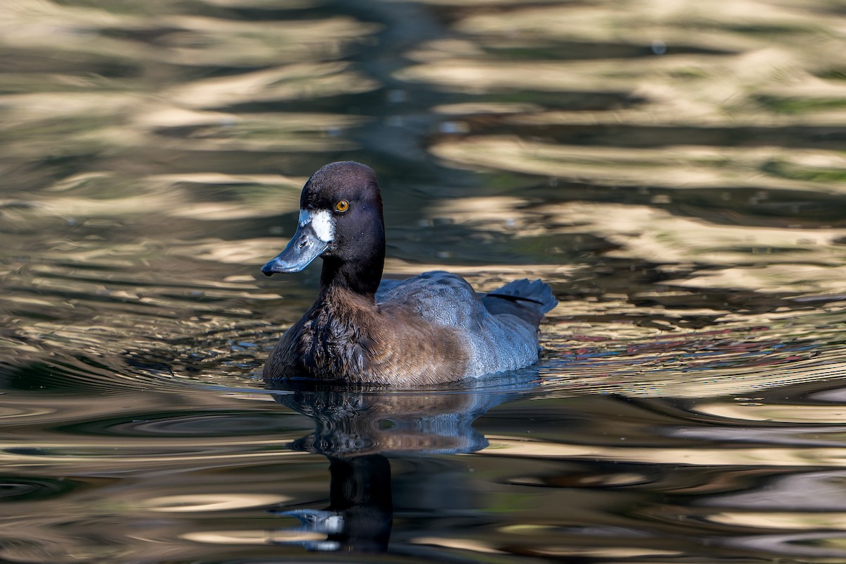 Lesser Scaup - ML646206432