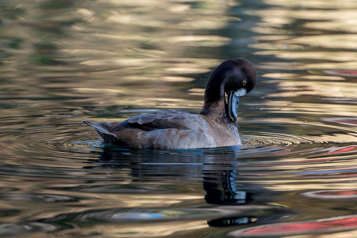 Lesser Scaup - ML646206434