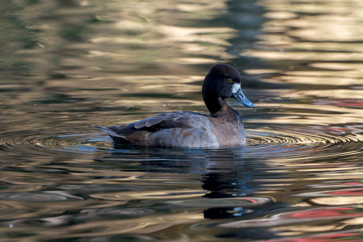Lesser Scaup - ML646206435