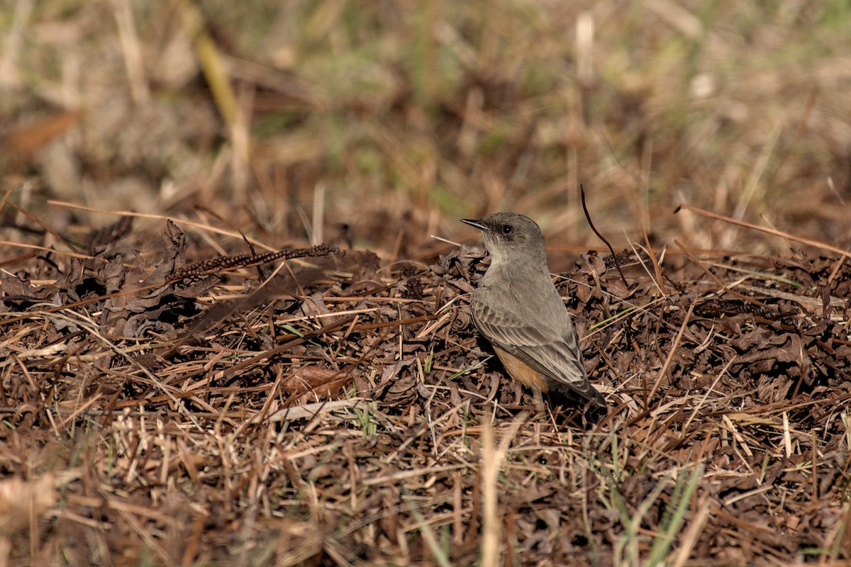 Say's Phoebe - ML646206448