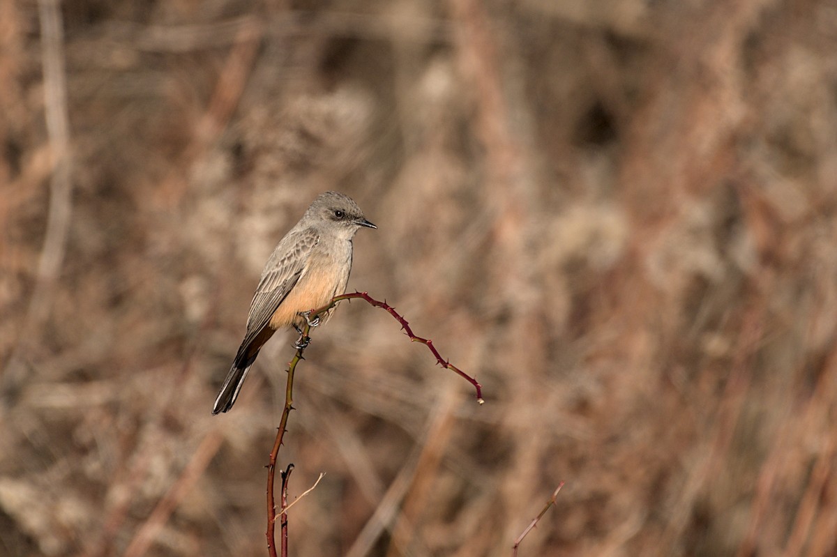 Say's Phoebe - ML646206449