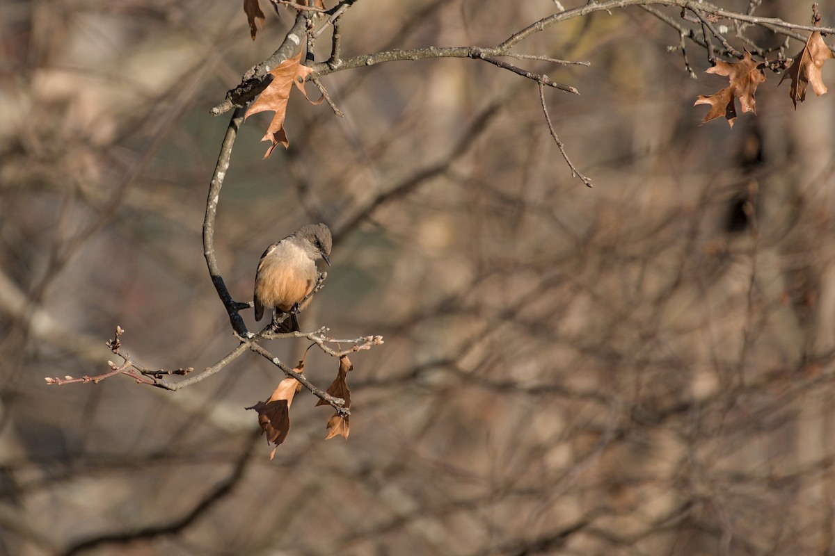 Say's Phoebe - ML646206450