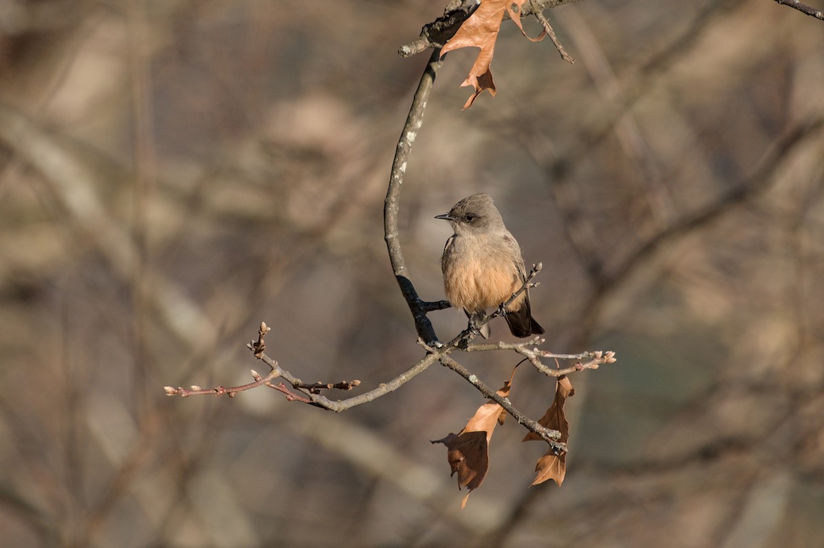 Say's Phoebe - ML646206451