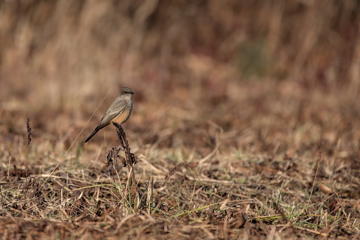 Say's Phoebe - ML646206452