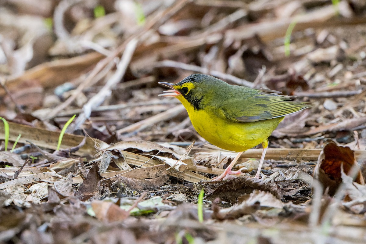 kentuckyparula - ML646206460