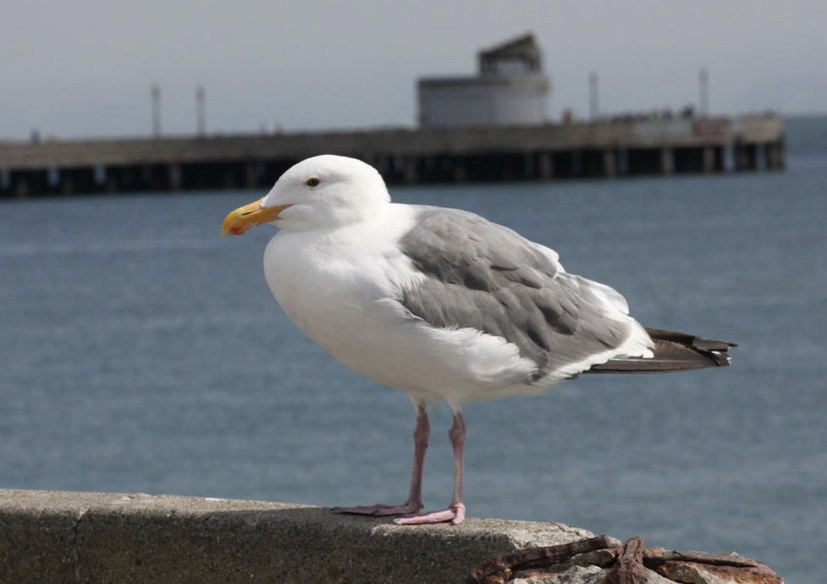 Western Gull - ML646206467