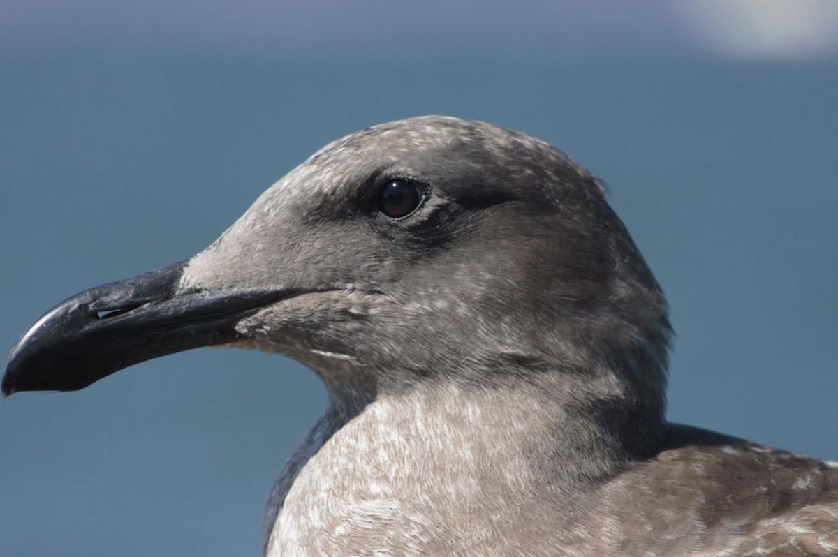 Western Gull - ML646206468