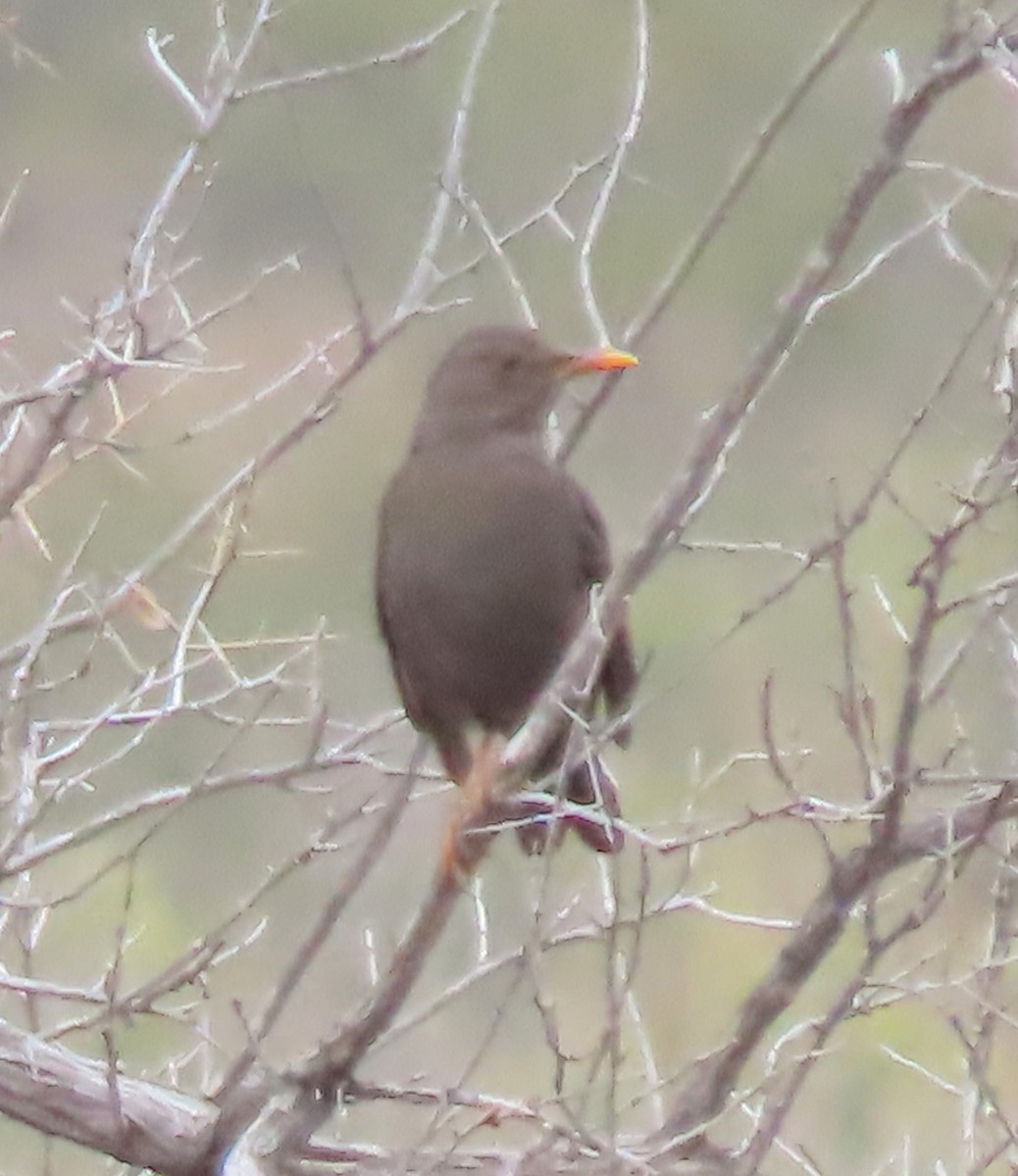 Chiguanco Thrush - ML646206469