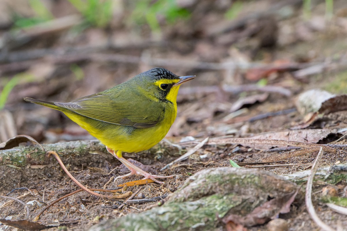 kentuckyparula - ML646206473