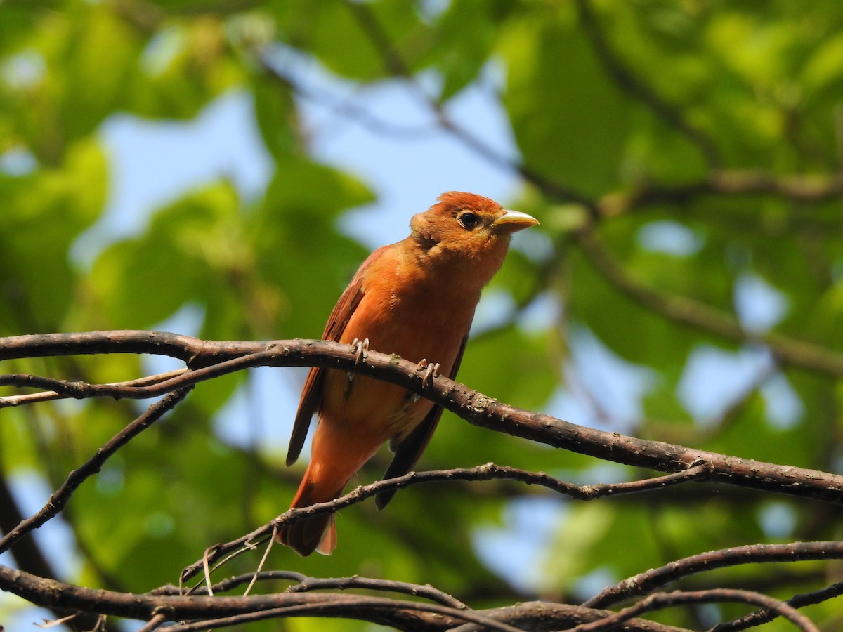 Summer Tanager - ML646206474