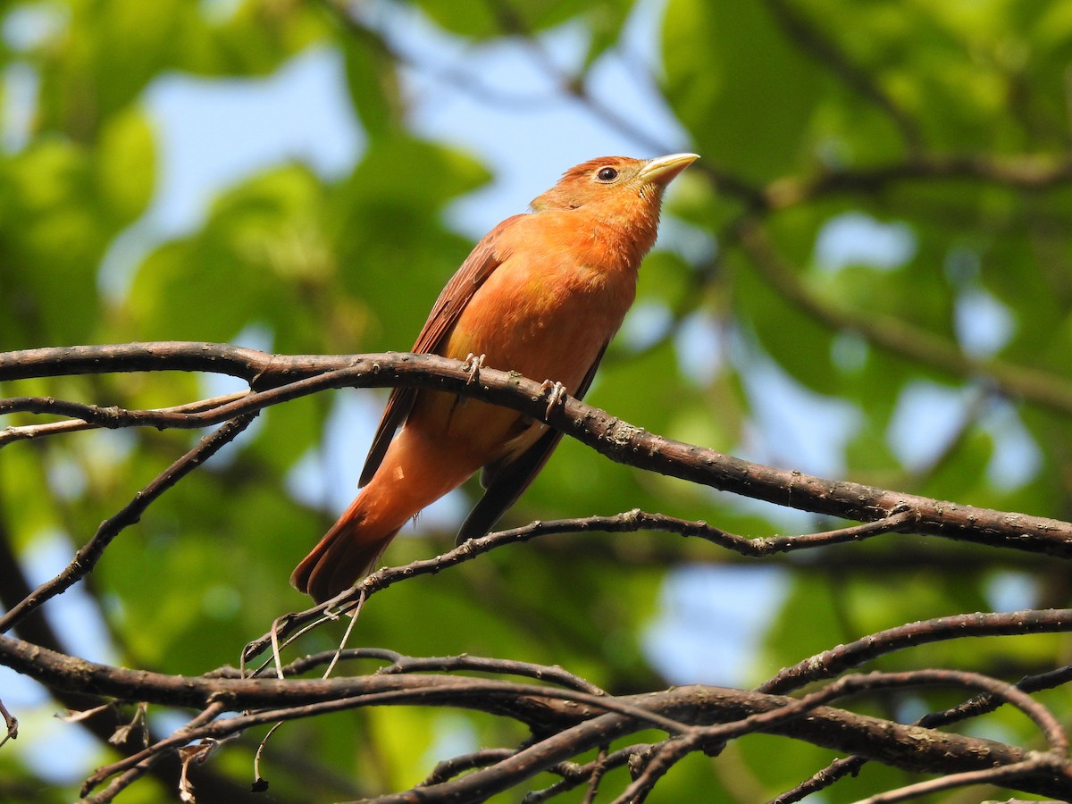 Summer Tanager - ML646206478