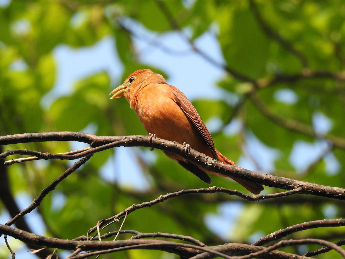 Summer Tanager - ML646206481