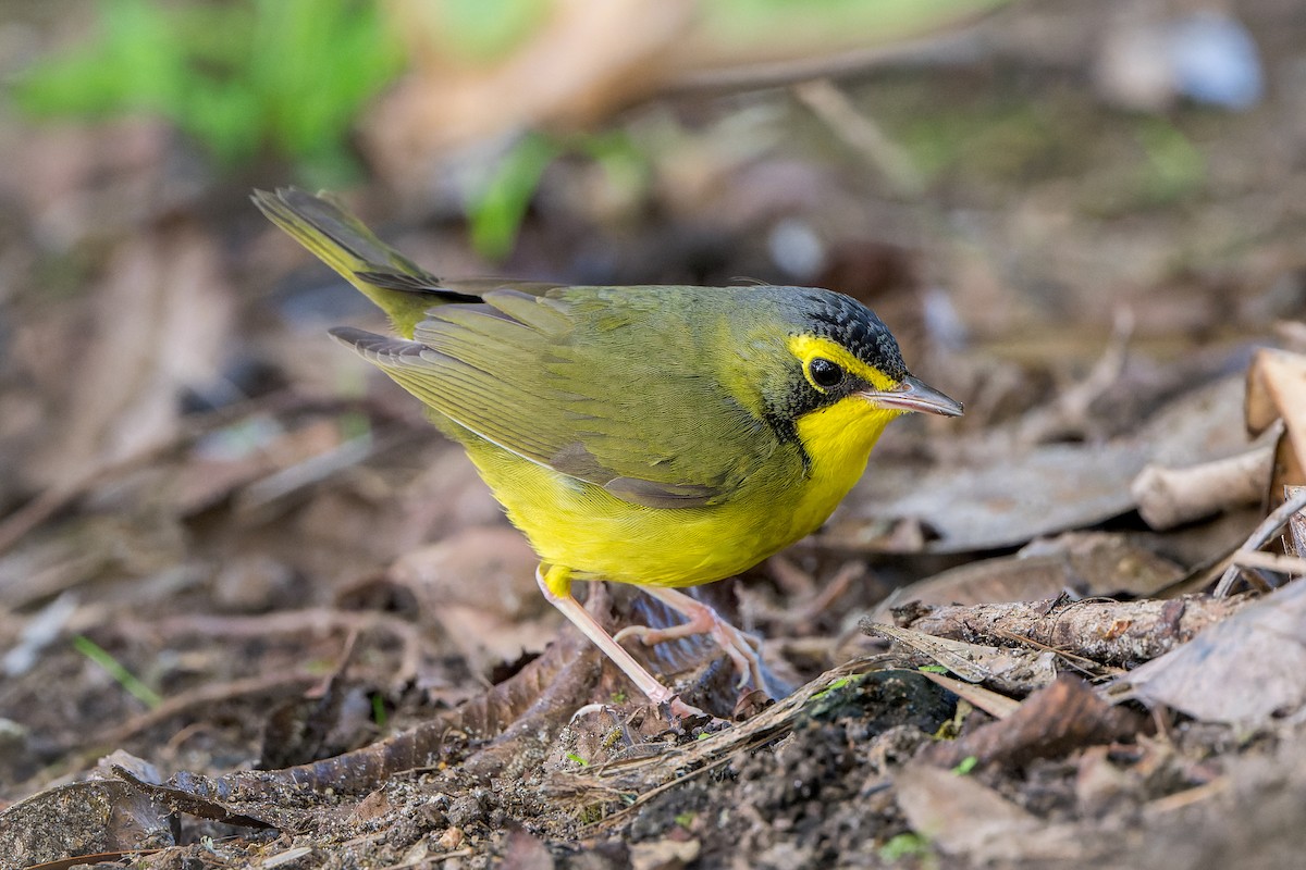 kentuckyparula - ML646206482